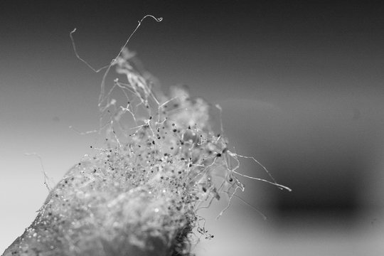 tomate pourrie