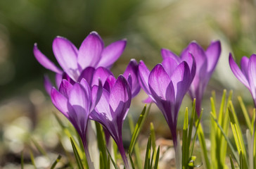 purple crocus flowers in contra light at springtime