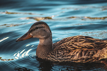 female mallard duck