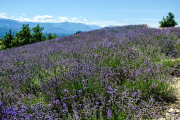 Fototapeta premium campo di lavanda