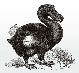 Extinct dodo, raphus cucullatus in side view standing on the ground, after an antique illustration from the 19th century © M