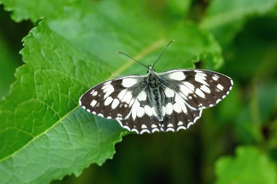Close up image of the marbled white butterfly with its wings open sitting on green leaf. 