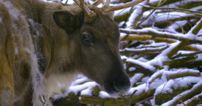 Close up of Reindeer eating on snowy ground, 