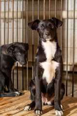a black and white dog sits in a cage in an animal shelter, looking scared and sad. View inside.
