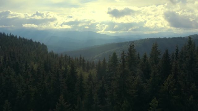 Forest mountains green field hill jungle treen aerial