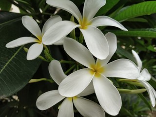 frangipani plumeria flower