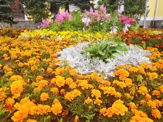 colorful flowers in the garden