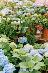 Pink colored flowers，Hydrangea macrophylla，Forever Summer，Endless Summer