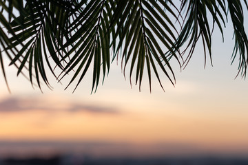 Silhouette of palm leaves on sunset beach background. copy space, travel, summer concept.