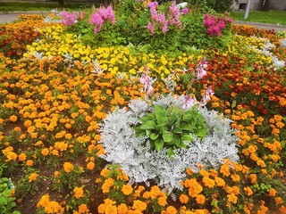 colorful flowers in the garden
