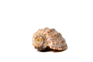 Close-up ocean snail shell on isolated white background