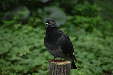 A pigeon with her curious eyes in Tokyo Japan