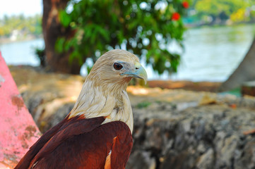 Closeup of an Eagle