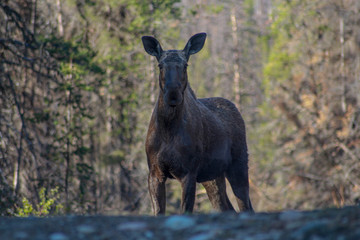 Moose in the woods