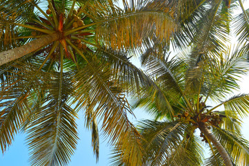 coconut tree leaves