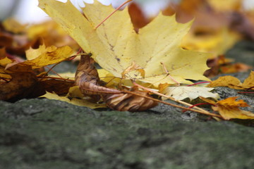 Der erste herbstliche Vorbote