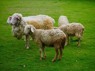 Naklejka premium Sheep on the farm meadow.