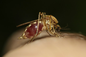 Mosquito Culex pipiens kompleks vectors of West Nile virus  is sucking blod