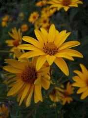 yellow chrysanthemum flower