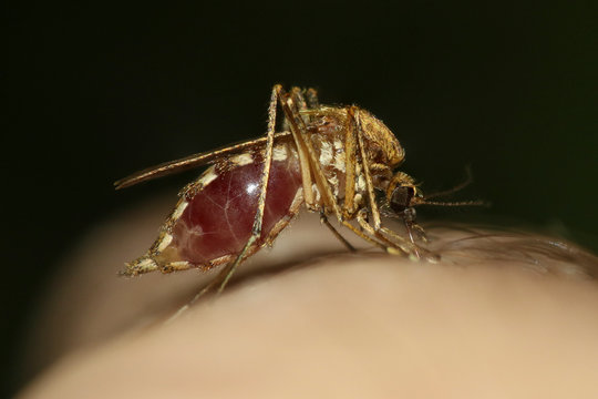 Mosquito Culex pipiens kompleks vectors of West Nile virus  is sucking blod