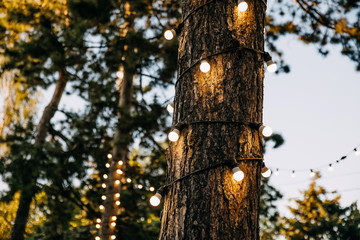 Trees decorated with light bulbs in a park in evening.