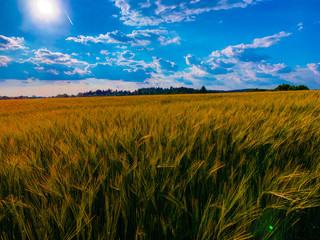 field of wheat