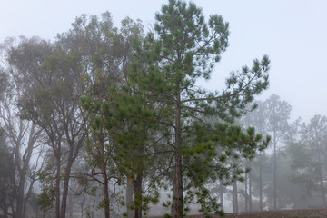 Stormy weather. Hurricane or Tornado