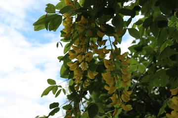 
Bright yellow flowers bloom on the acacia tree on a sunny spring day
