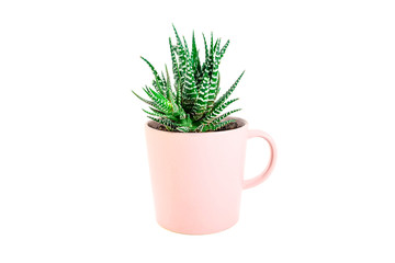 green Zebra plant succulent grows in ceramic tea cup 