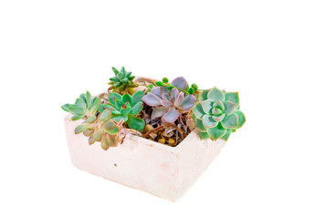 green houseplants echeveria succulents in square pot