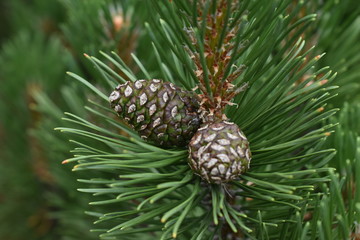 The pine tree in Sapporo Japan