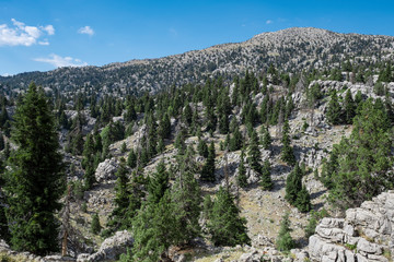 Cypress forest landscapes in very dense and wild mountains