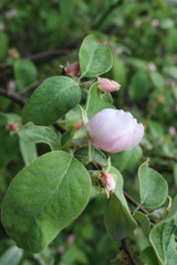 
Delicate pink buds are ready to turn into flowers on the branches of a quince tree in spring