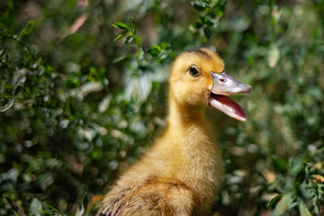 Portrait of a little funny duckling on a background of green grass. Side view.