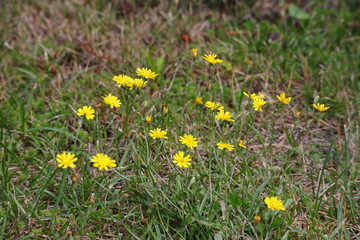 Wiese, Blüten, gelb, Blume