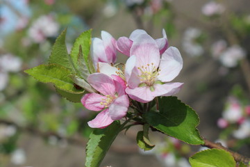 
Delicate pink flowers bloom on an apple tree on a sunny spring day