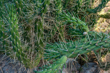 Obraz premium Long-boned green cactus. Background image