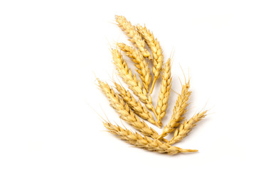 Spikelets of golden wheat,  isolated on white background