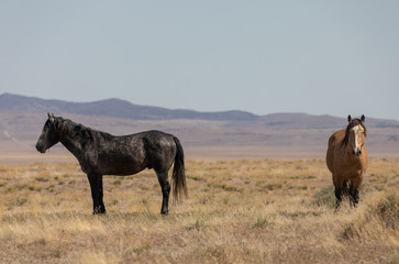 Obraz premium Wild Horses in the Utah Desert in Spring