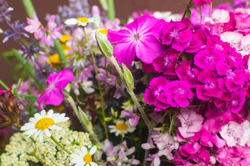 Close up and full frame photo of beutiful field flowers