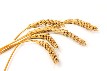 Spikelets of golden wheat,  isolated on white background