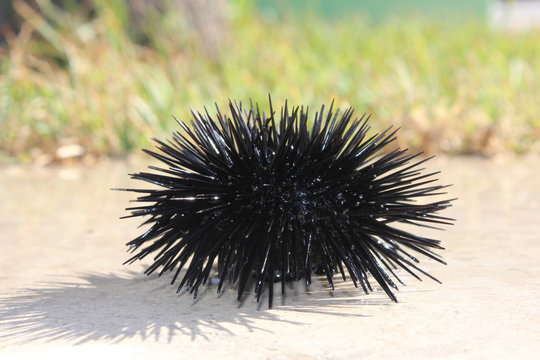 black sea-urchin of the Mediterranean sea, Greece