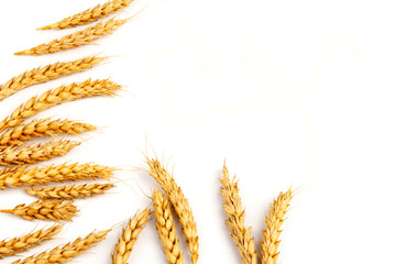 Spikelets of golden wheat,  isolated on white background