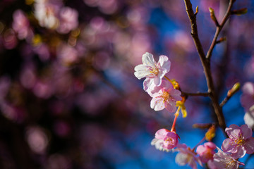 晴天の光を浴びる河津桜
