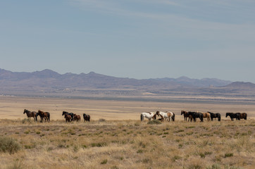 Wild Horses in the Utah Desert in Spring