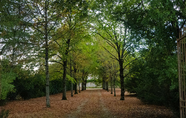 Obraz premium Allée d'arbres