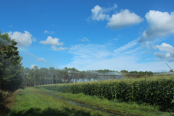 Obraz premium Culture de maïs dans les Landes - 1