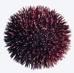 Seeigel