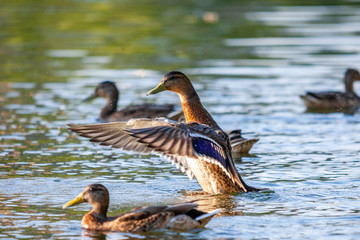 Ducks in Kolonistskiy park, Petergoff, Saint-Petersburg, Russia