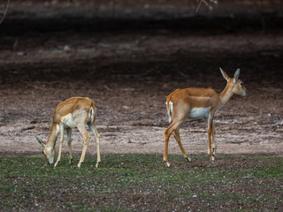 Group of a beautiful young sand gazelles (Gazella Marica) in the park, Arabian Peninsula.